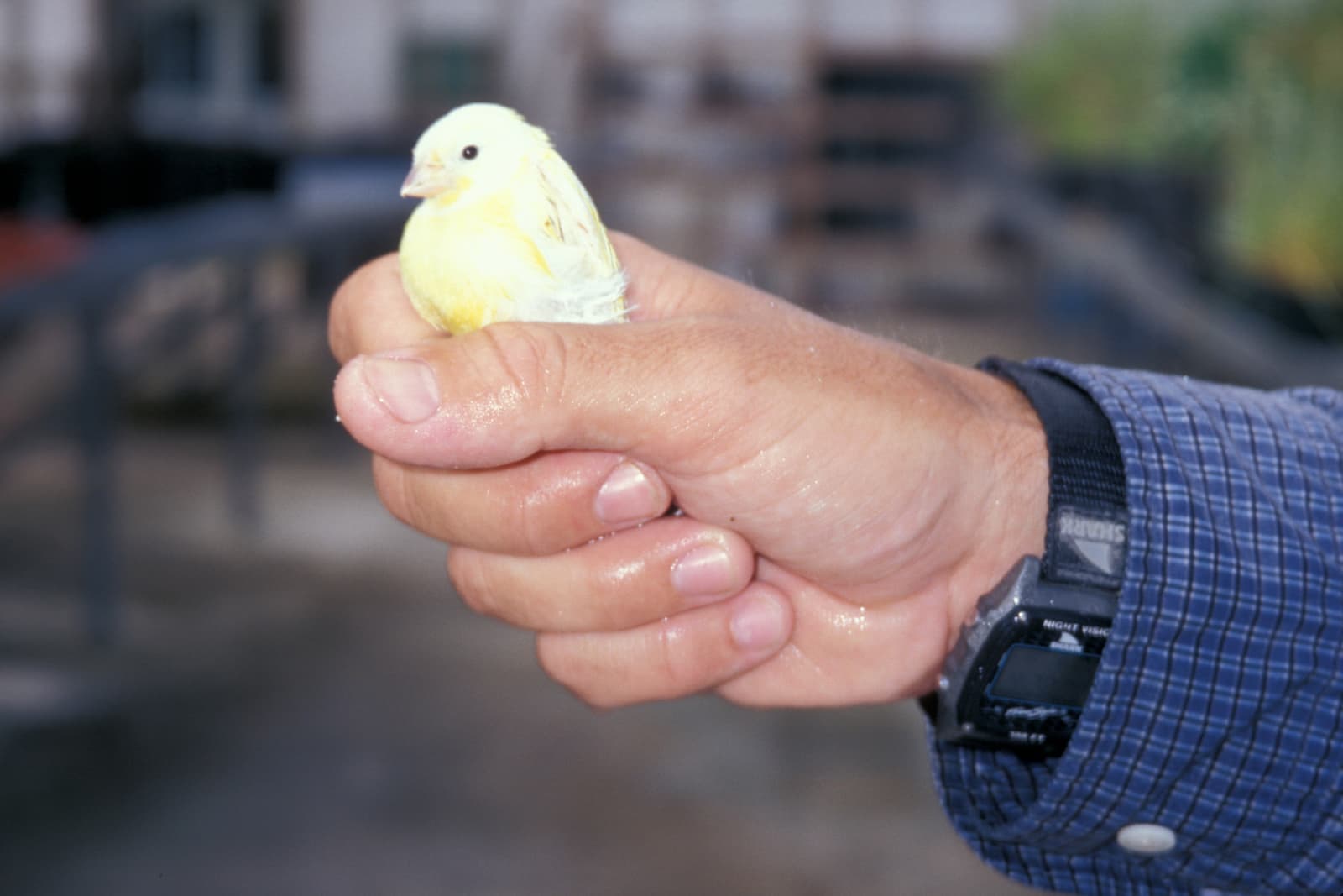 Pale yellow canary held gently in a person's hand