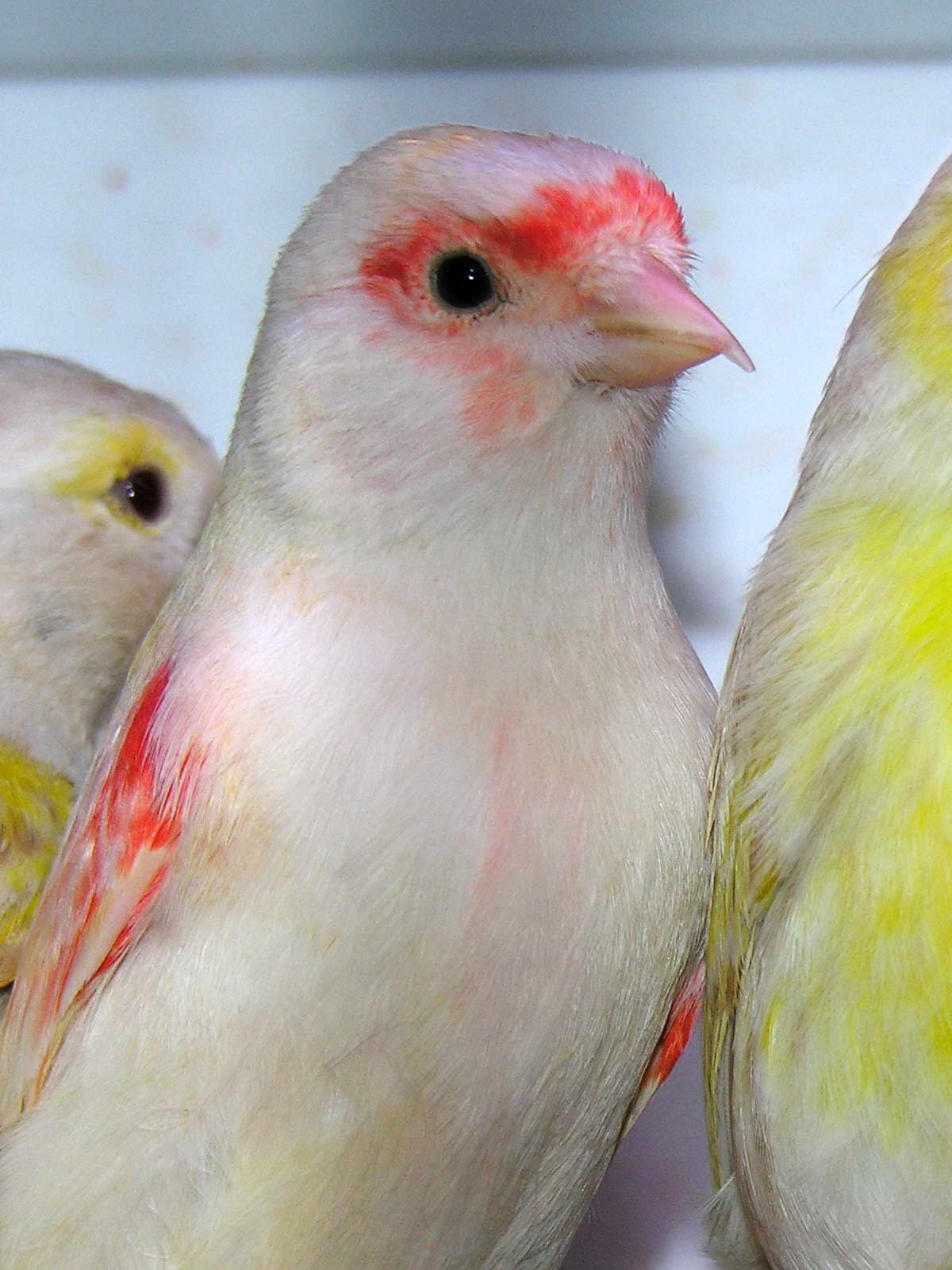 Close-up of a pale canary with red markings on its face