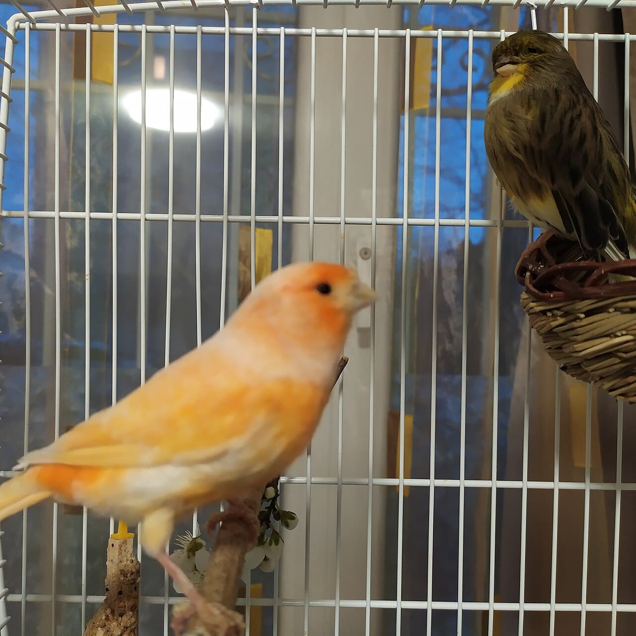 An orange canary and a green canary in the same cage