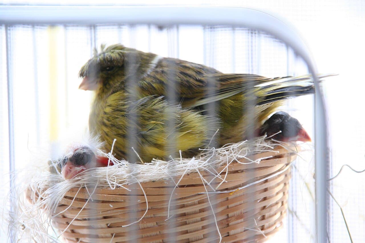 Canary hen sitting in a wicker nest with her chicks