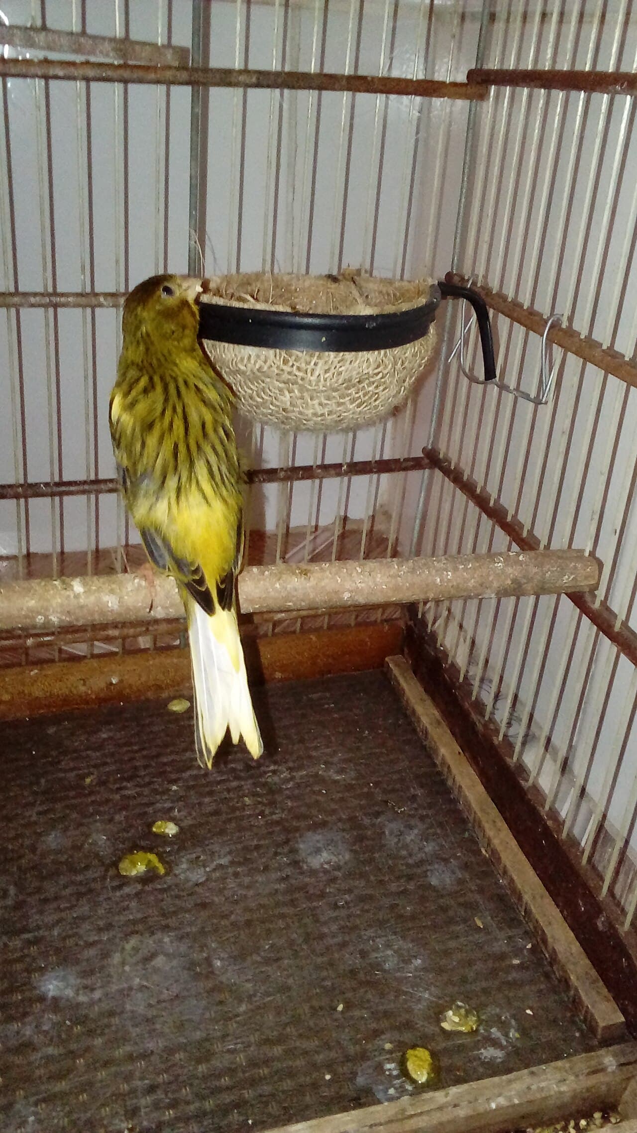 Canary perched in a breeding cage next to a hanging nest pan