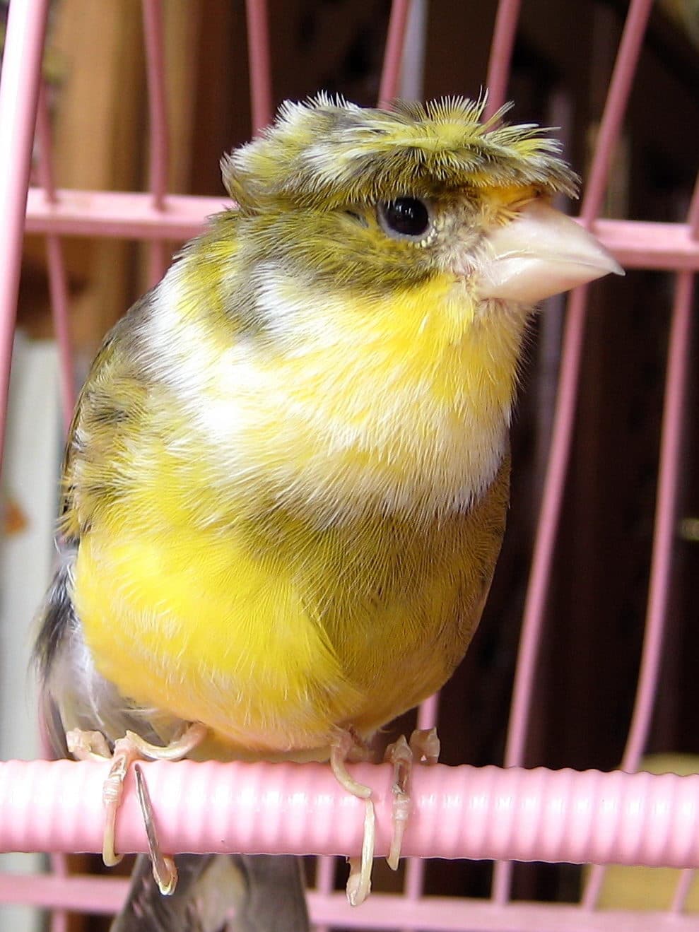Crested yellow and green domestic canary perched in a cage