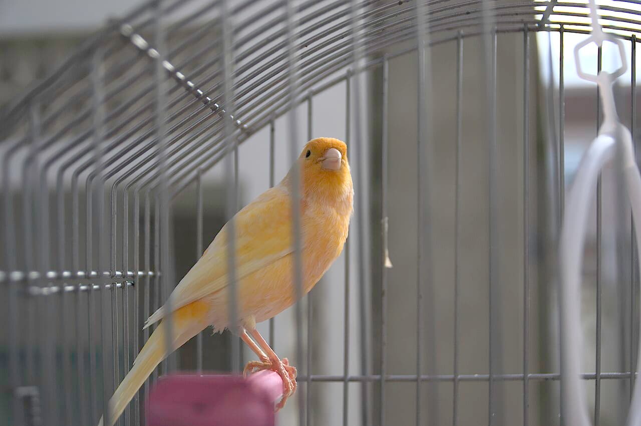 Orange canary perched quietly inside a cage