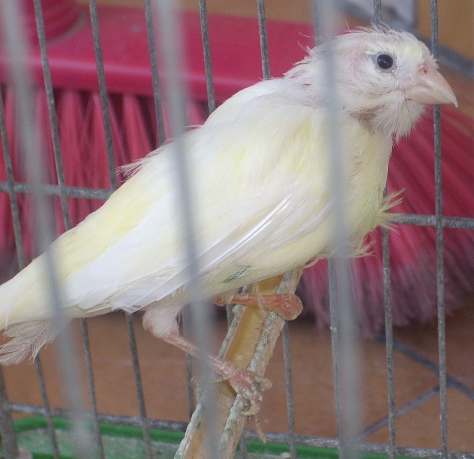 White canary on a perch inside a cage, with a broom visible behind the bars