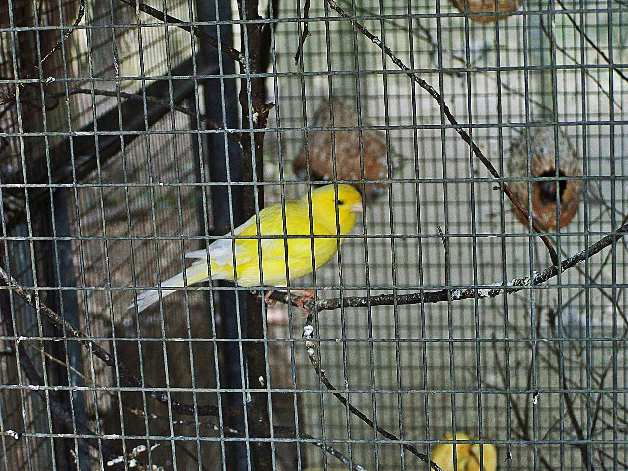 Yellow domestic canary perched inside a wire cage with hanging nests behind it