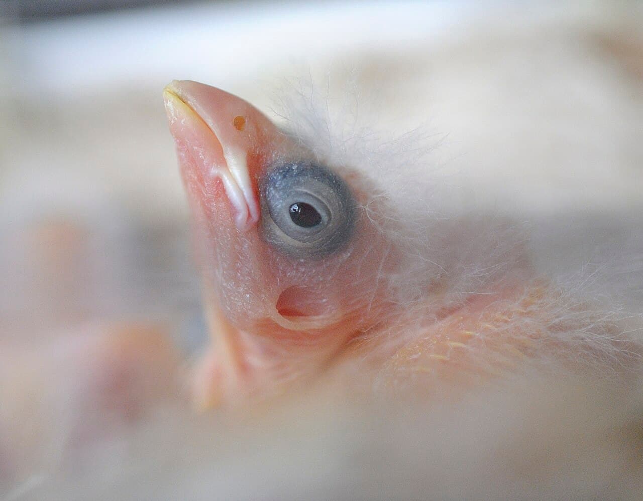 Close-up of a canary chick about seven days old with eyes beginning to open