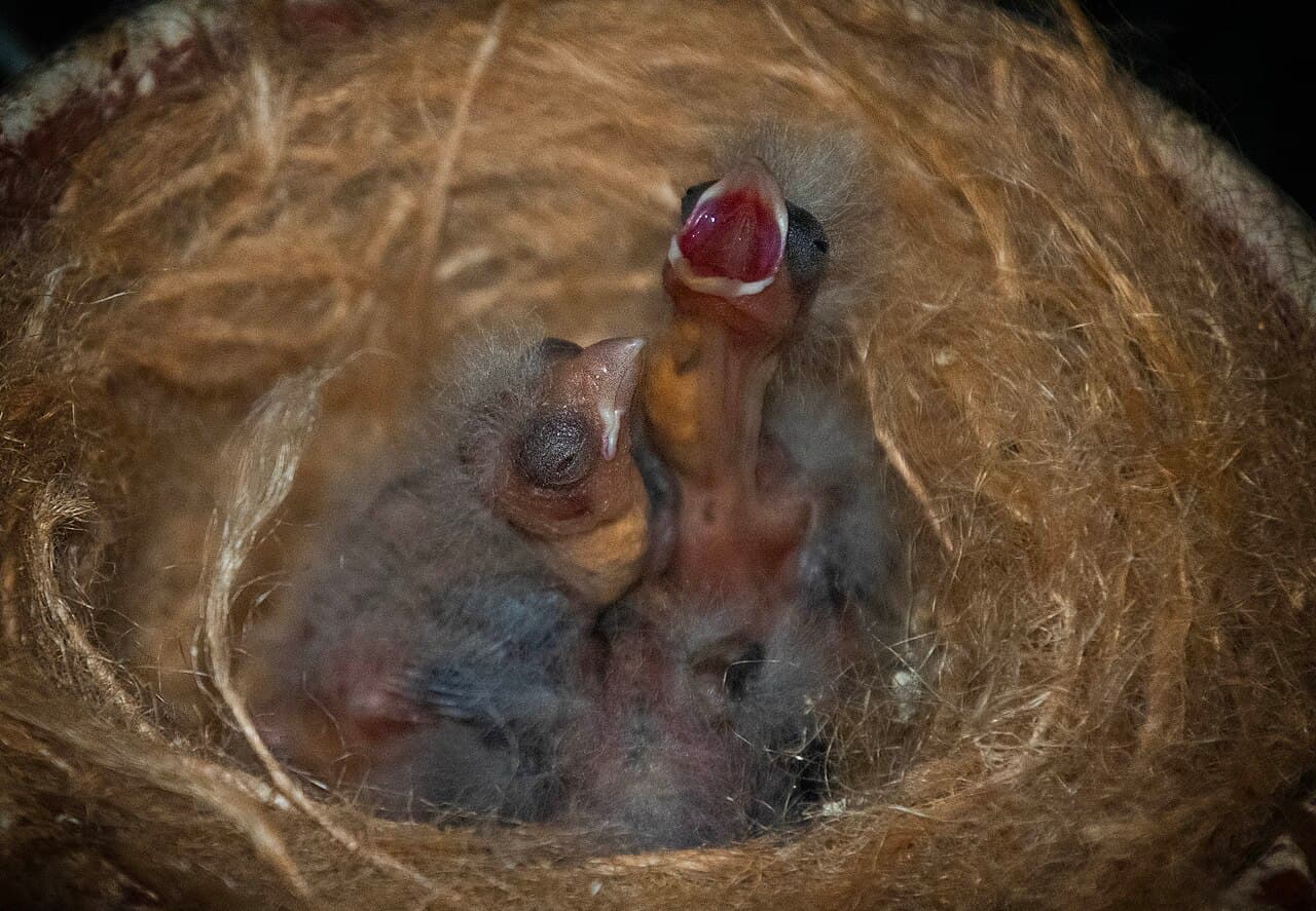 Young canary chicks in a nest, one with its beak wide open to beg