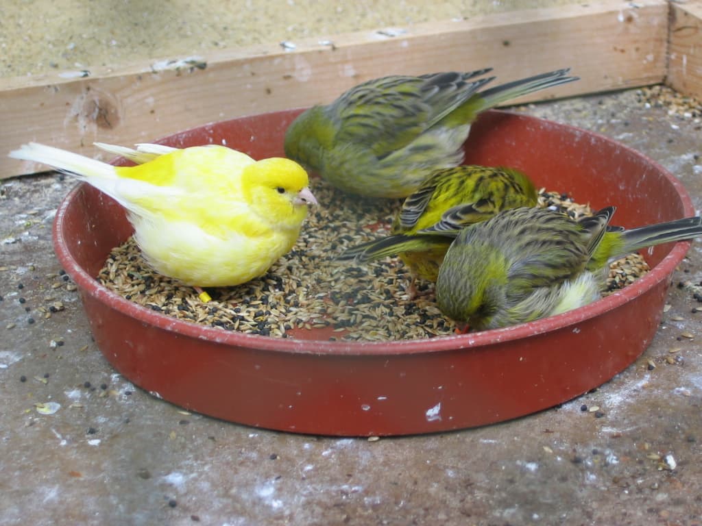 Yellow and green canaries eating seed from a large red dish in an aviary