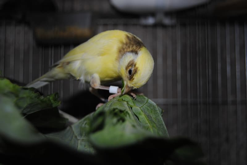 Yellow canary eating fresh leafy greens