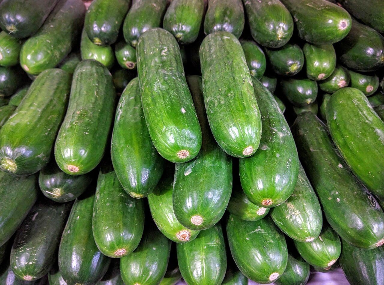 Pile of fresh green cucumbers