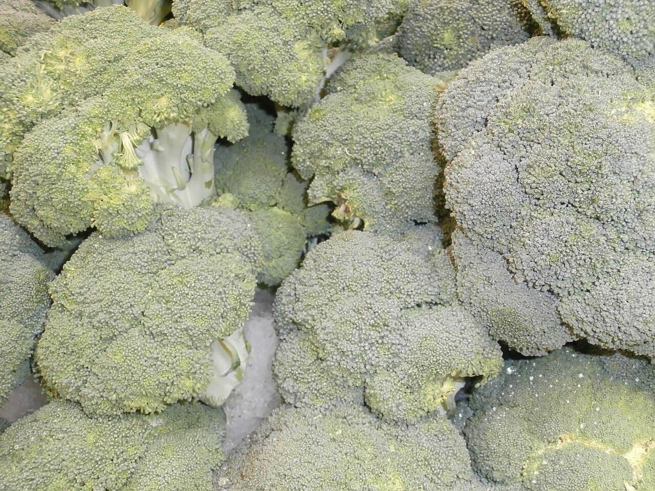 Fresh broccoli florets