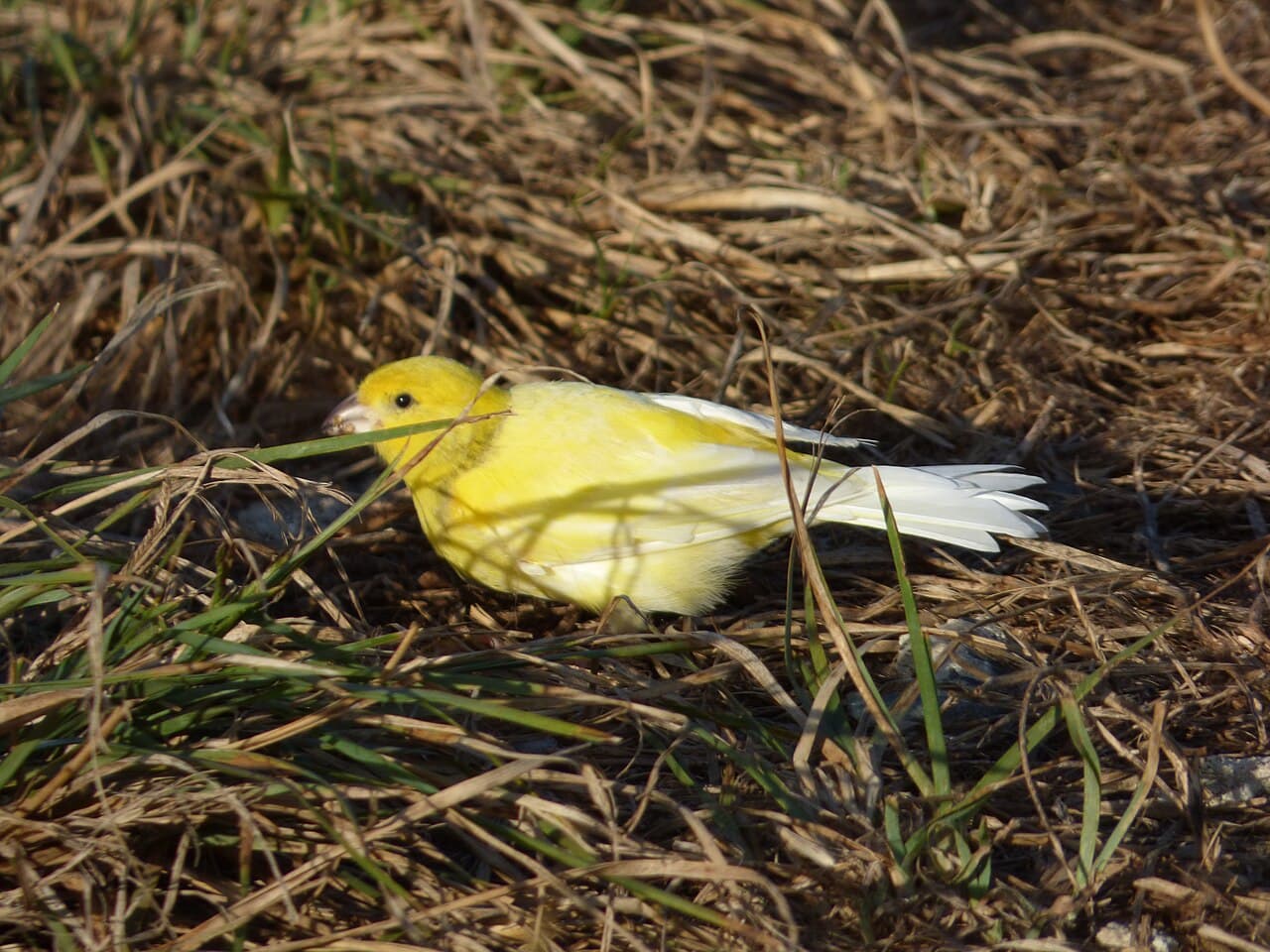 Yellow canary eating grass seeds on the ground
