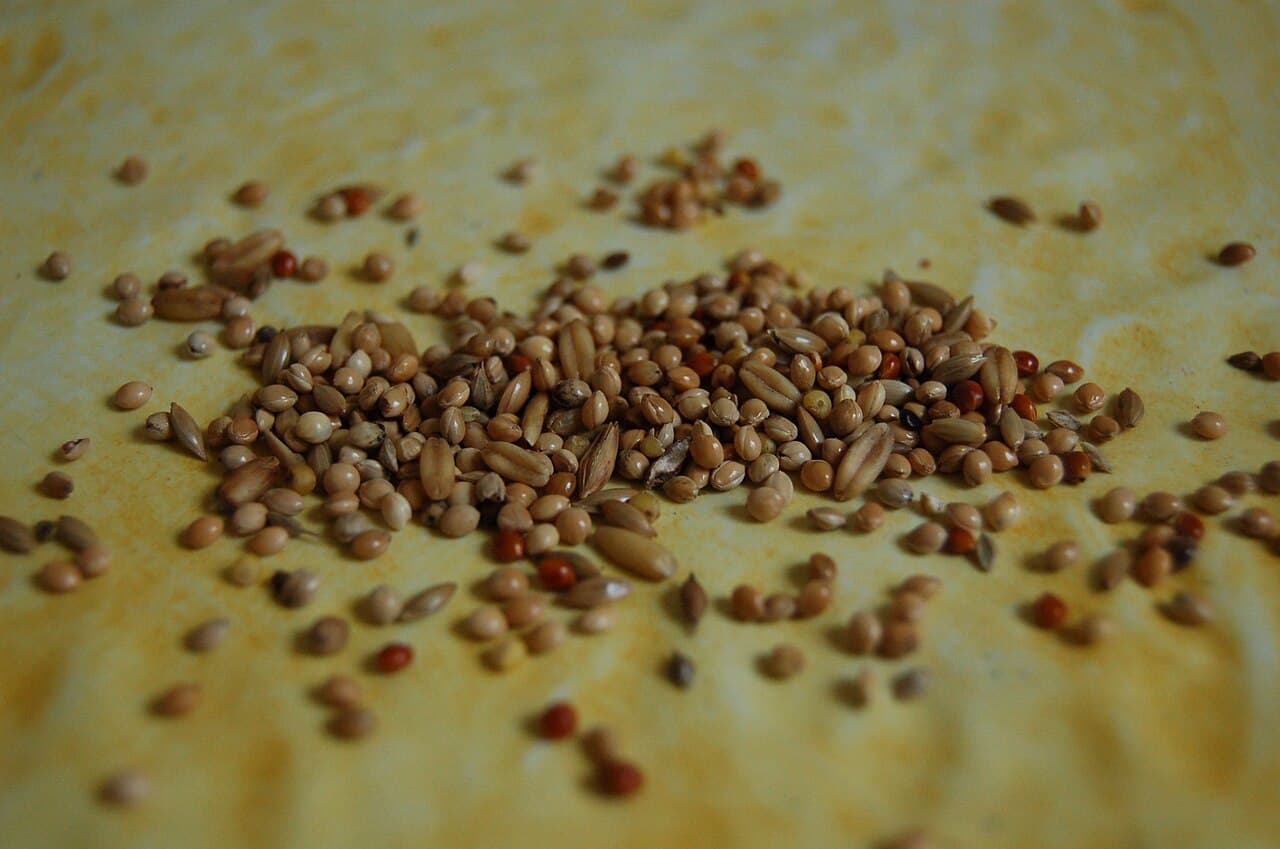 Mixed bird seed scattered on a surface