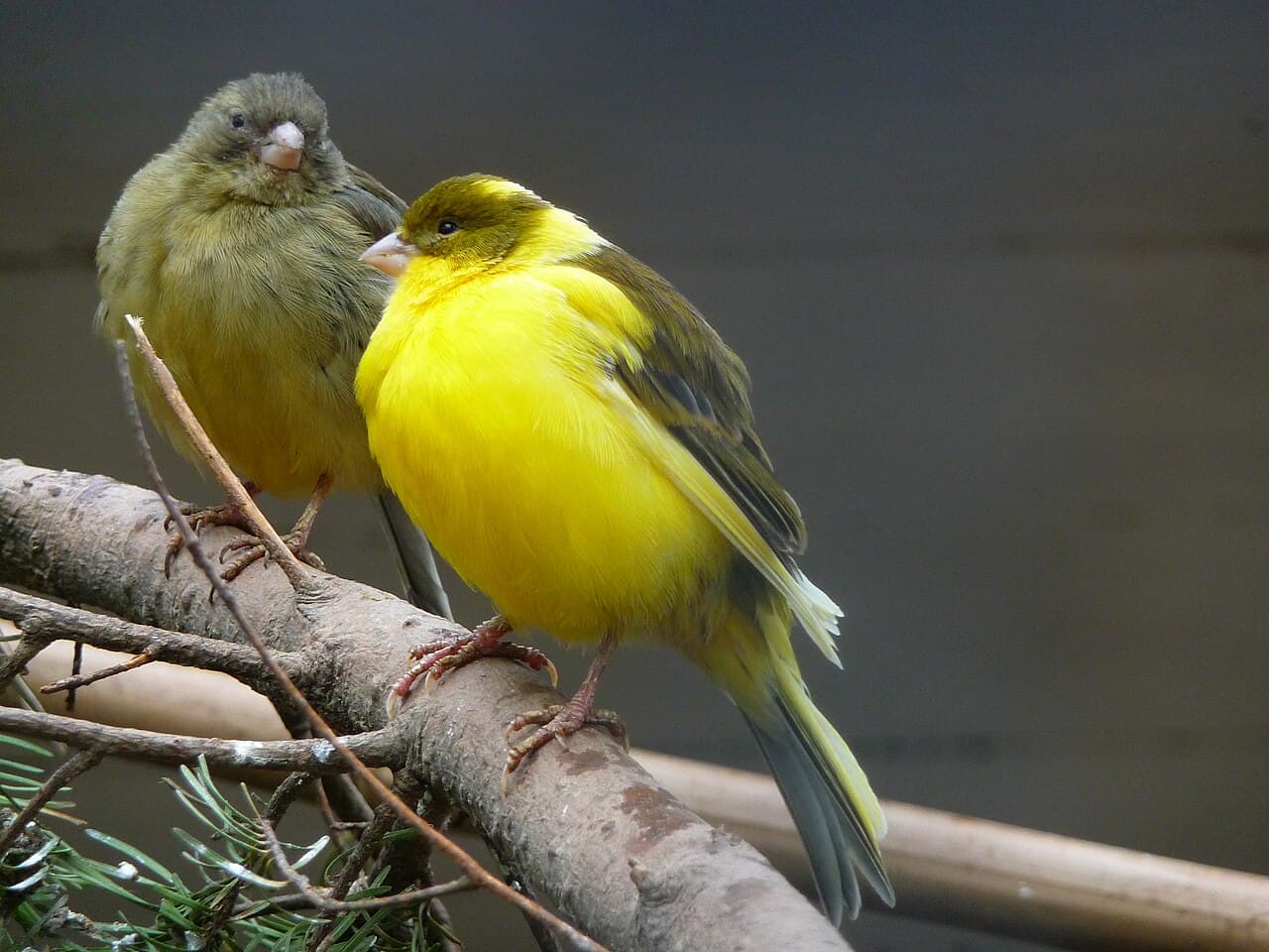 A green canary and a yellow canary perched side by side on a branch