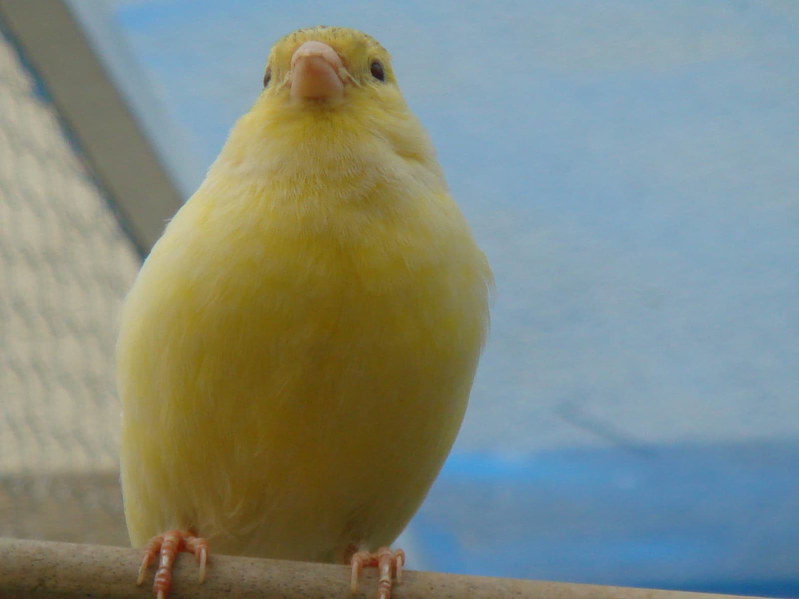 Yellow canary perched and facing the camera