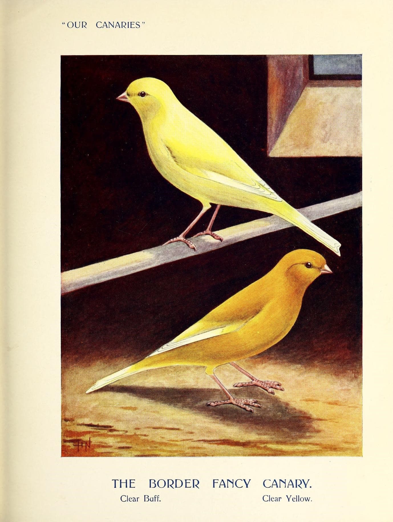 Early 20th-century color illustration of two Border Fancy canaries, clear yellow and clear buff