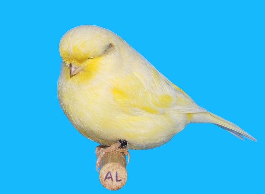 Pale yellow Gloster Consort canary on a show perch