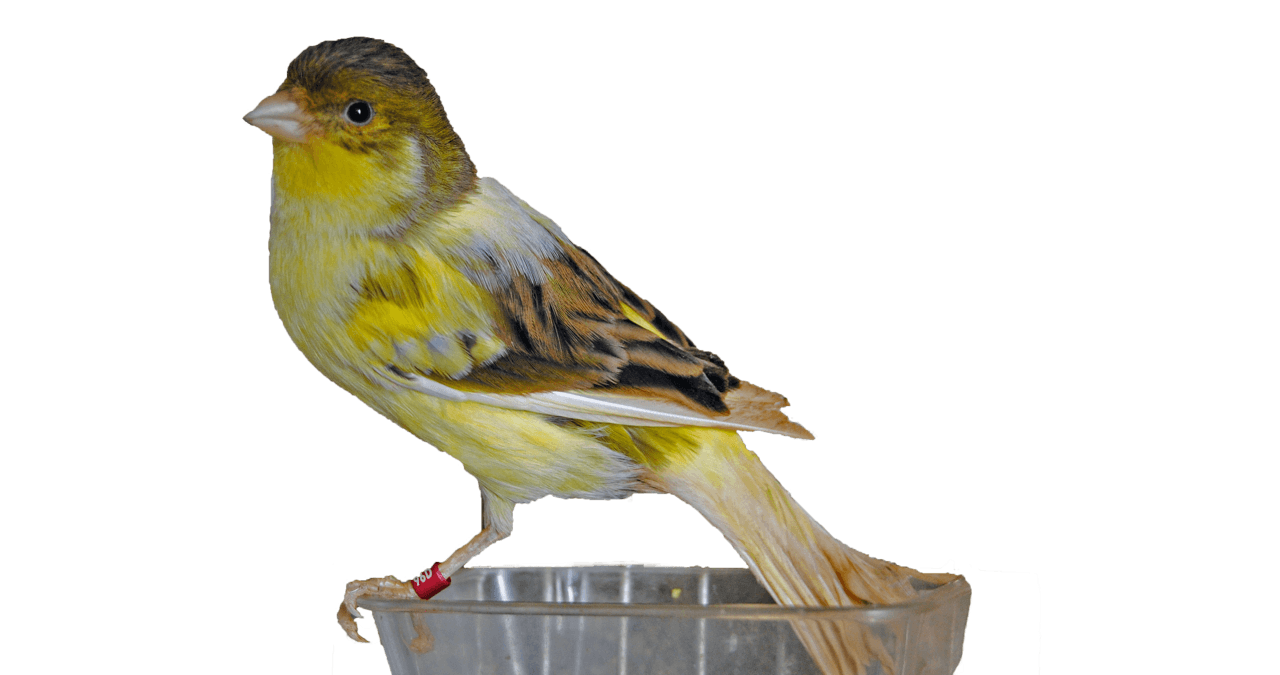 Variegated Spanish Timbrado canary perched on a seed dish