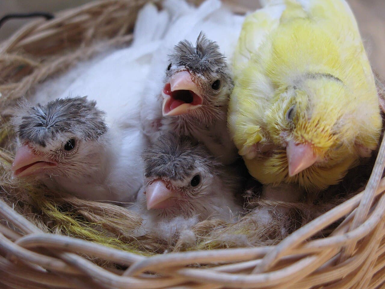 Feathered canary chicks in a nest beside a yellow adult canary