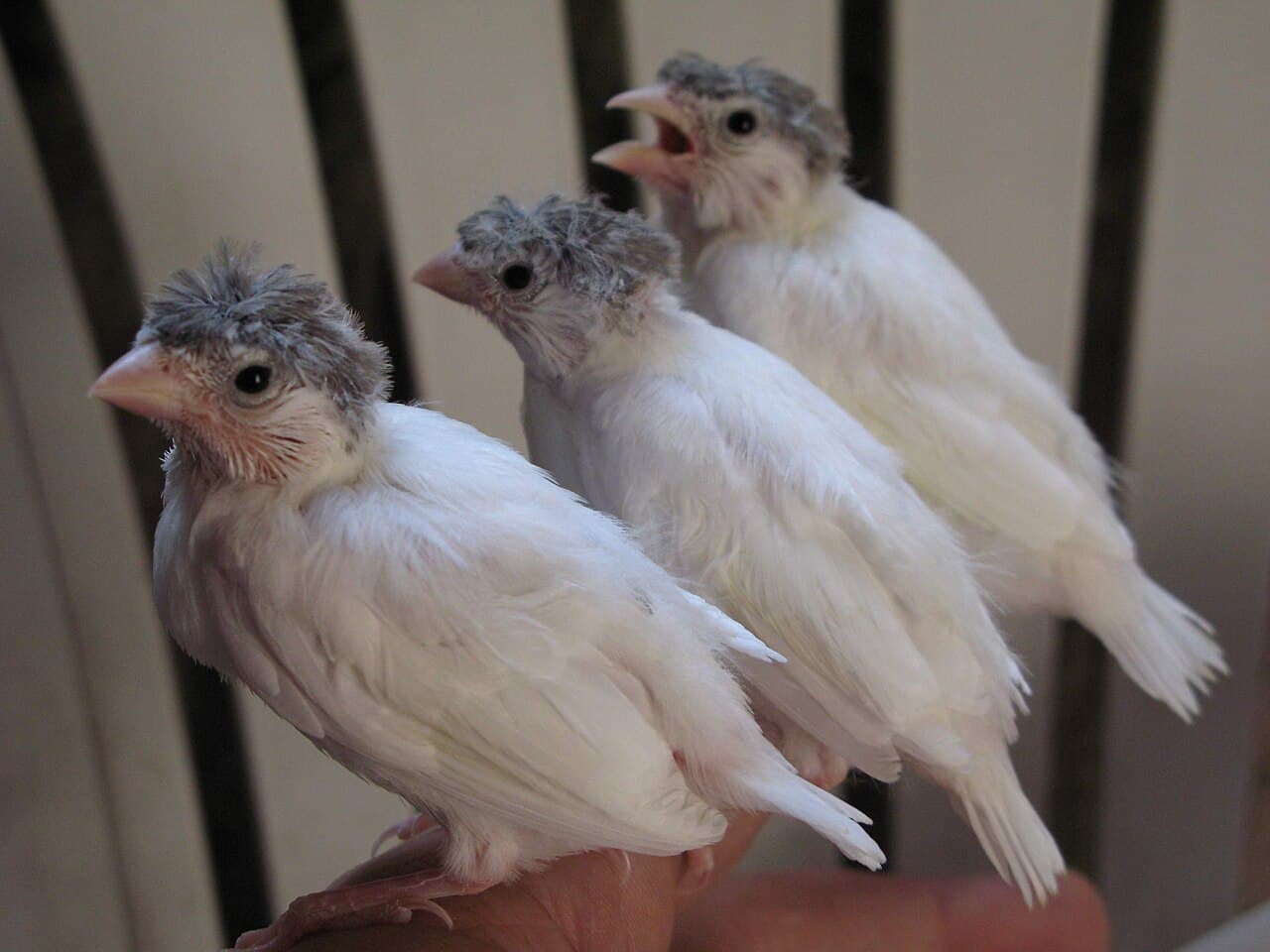 Three young white canaries perched together