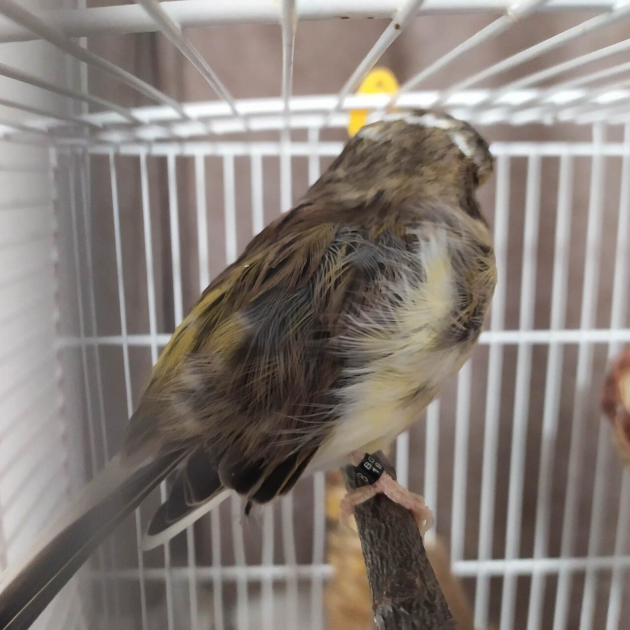 Dark variegated domestic canary perched in a cage