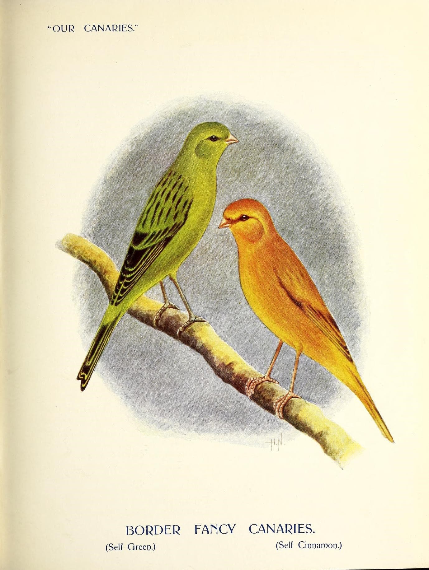 Early 20th-century illustration of a green and a cinnamon Border Fancy canary on a branch